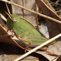 Northern Green-striped Grasshopper Nymph