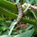 Monarch Catapillar