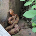 Copperhead Snake