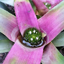 Bromeliad