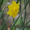Narcissus