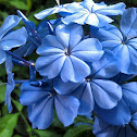 Plumbago