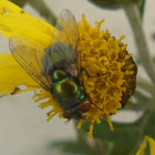 Fly