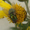 Fly