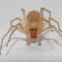 Leafcurling Sac Spider.