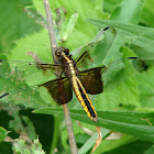 Widow Skimmer Dragonfly