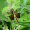 Widow Skimmer Dragonfly