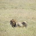 African Lion
