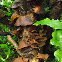 Jews Ear