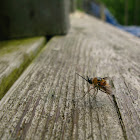 Large Bee Fly