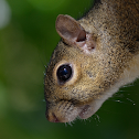 Eastern gray squirrel