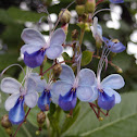 Blue butterfly