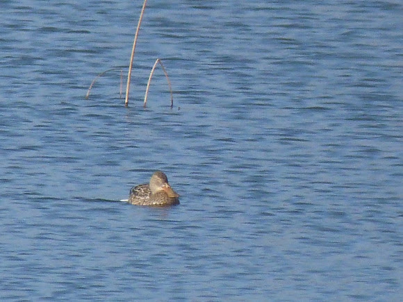 Spotting Image 1