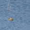 Northern Shoveler