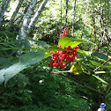 Red elderberry