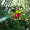Red elderberry