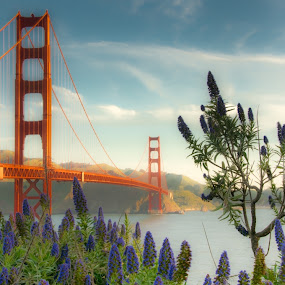 Golden Morning by Mick Brinkmann - Buildings & Architecture Bridges & Suspended Structures