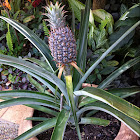 Pineapple plant