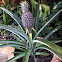 Pineapple plant