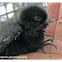 A Baby White-breasted Waterhen