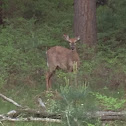 White-tail Deer