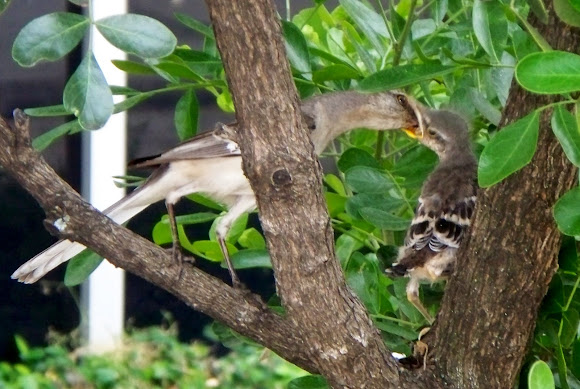 Spotting Image 1
