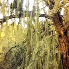 Spanish Moss