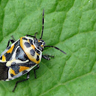 Ornate Shieldbug