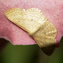 Scopula Geometrid Moth