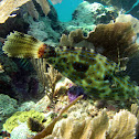Srawled Filefish