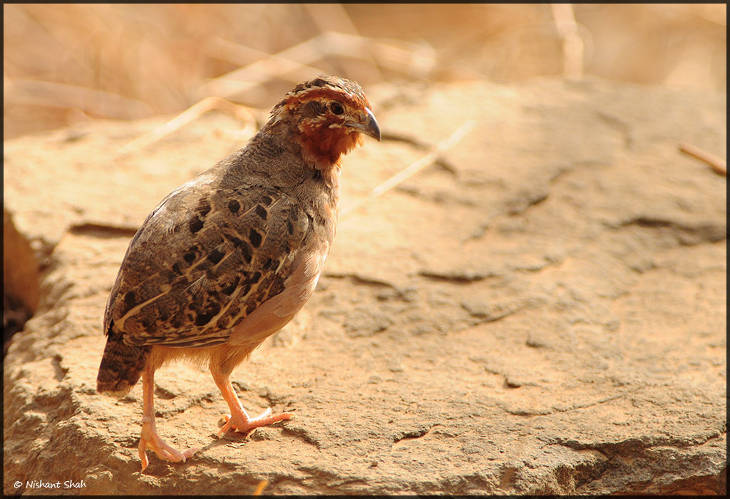 Jungle Bush Quail