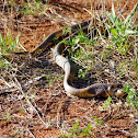 Snouted Cobra