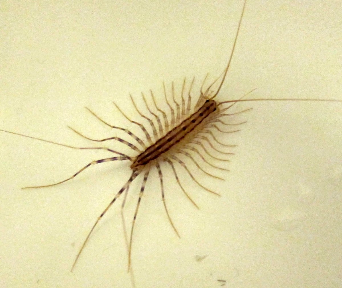 House centipede
