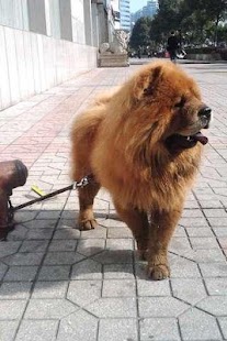 How to install Chow Chow Puzzle 1.1 apk for android