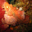 Scorpionfish