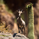 Desert Bighorn Sheep