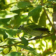 Camouflage creatures of Florida