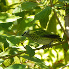 Spotted Tanager