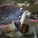 Dark-Purple Brittlegill