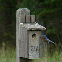 Eastern Bluebird