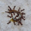 Brown house ants