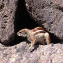 Barbary Ground Squirrel