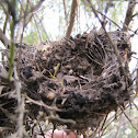Bird Nest