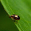 Beetle
