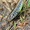 Eastern Glass Lizard