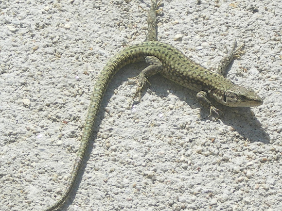 Spotting Image 1