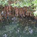 Mangroves