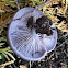 Blewit