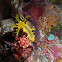 Robust Sea Cucumber
