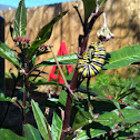 Monarch